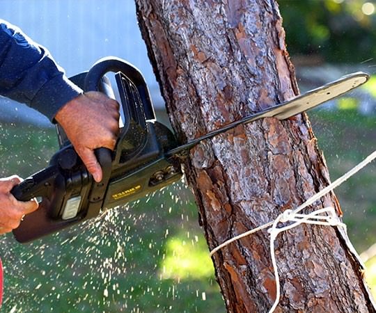 Спил деревьев в Бузулуке и  Оренбургской области
